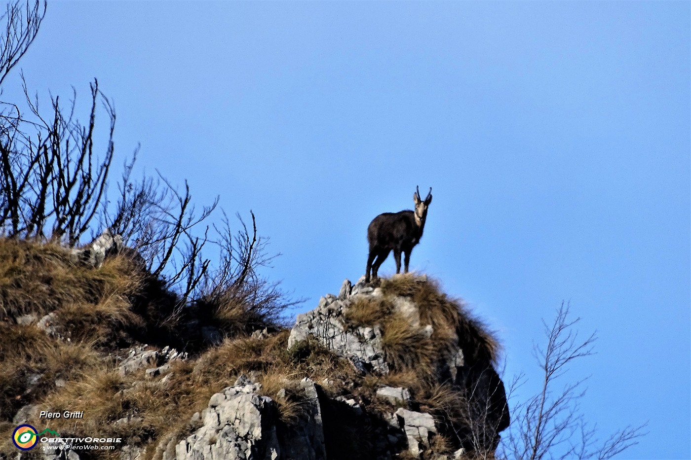 57 Maxi zoom su un camoscio che mi osserva da un cocuzzolo del Castel Regina.JPG